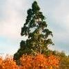 individual counselling melbourne