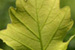 psychotherapy Melbourne